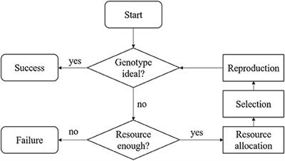 Dynamic Programming for Resource Allocation in Multi-Allelic Trait Introgression